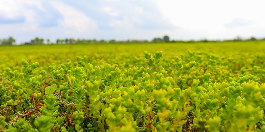 Waarom je geld verliest door geen groendak te plaatsen
