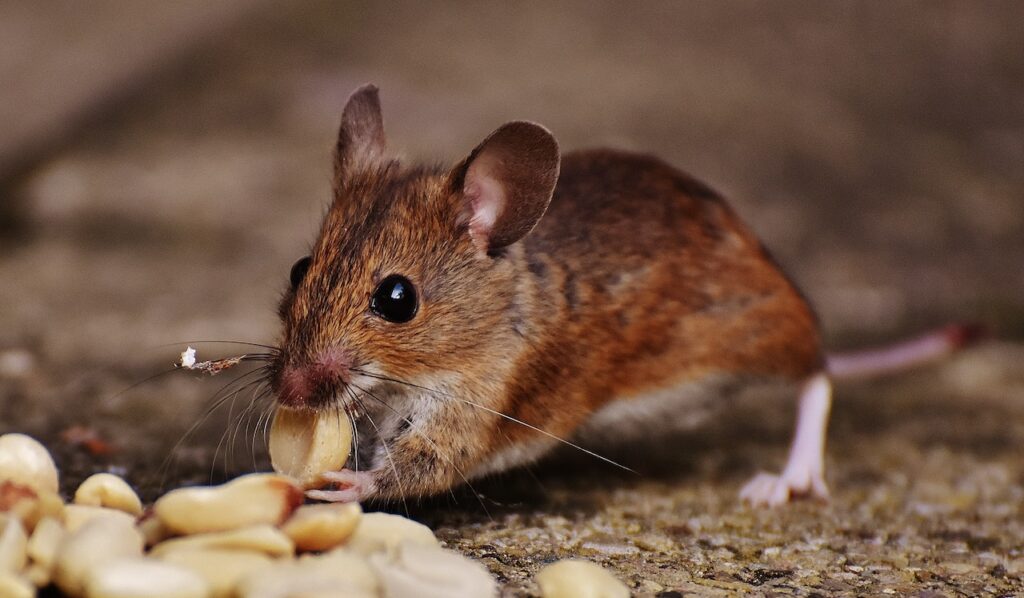 Effectief ongedierte bestrijden in huis: tips en tricks
