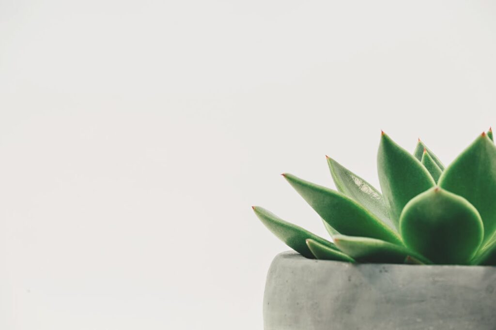 De veelzijdigheid van natuurlijke producten voor een duurzame lifestyle
