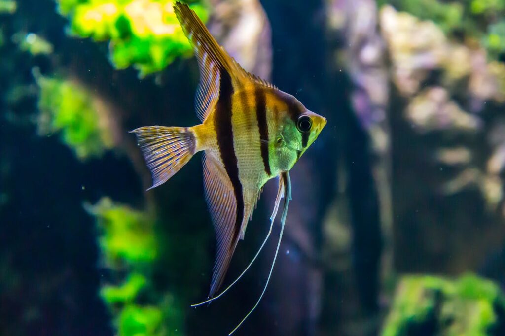 aquarium